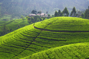 南美风情！巴西阿根廷世界杯球衣，桑巴舞步热情依旧！